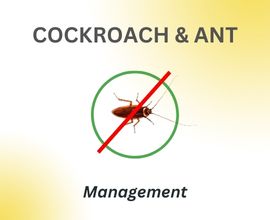 home-service-cockroach